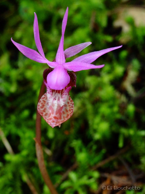 Fairyslipper None