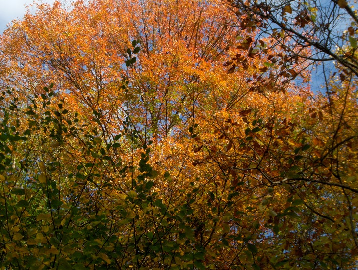 Fall Accents None