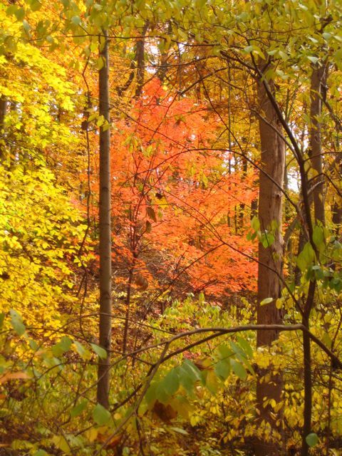Fall Colors None