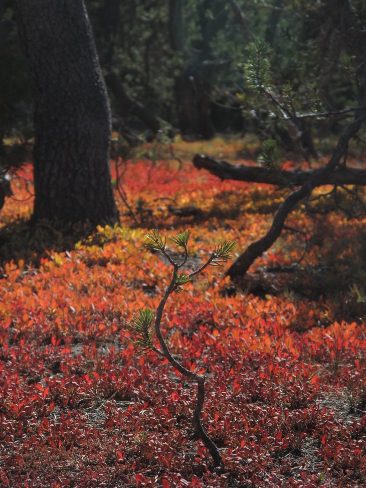 Fall Colors None