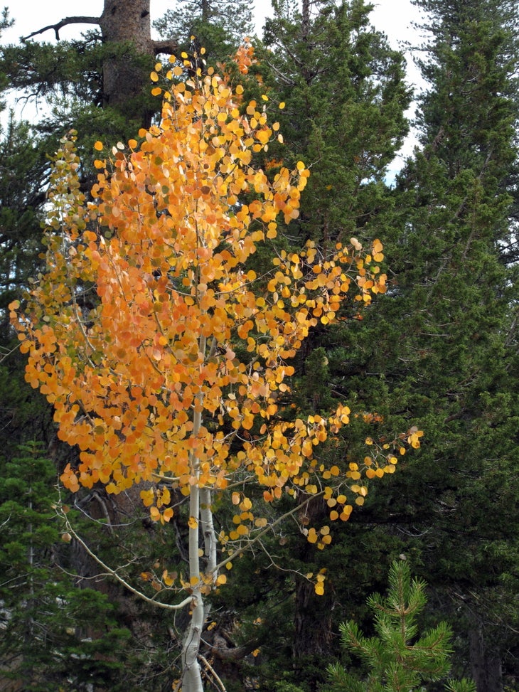 Fall Colors None