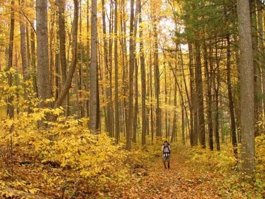 Fall Colors None