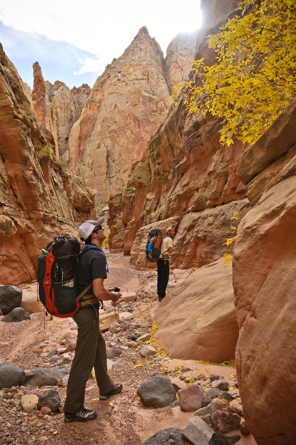 Devil's Hall is known for its display of fall colors from big-toothed maple and oak. Bright yellow leaves decorate the sides of Devil's Hall Trail during autumn.