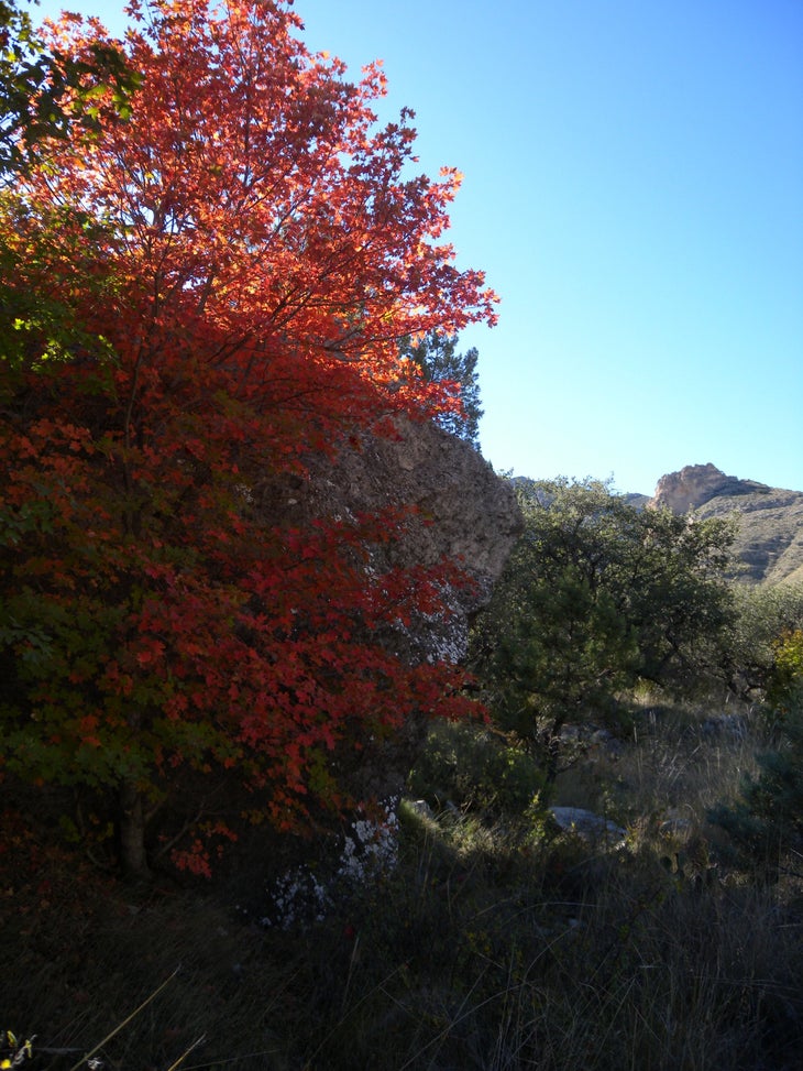 Fall Colors None