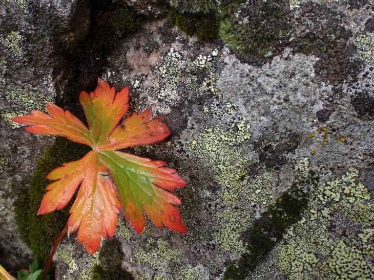 Fall colors on one leaf None
