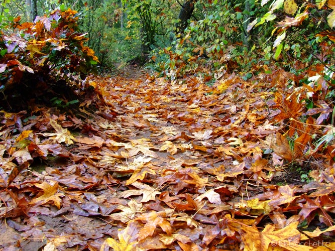 Fall Trail None