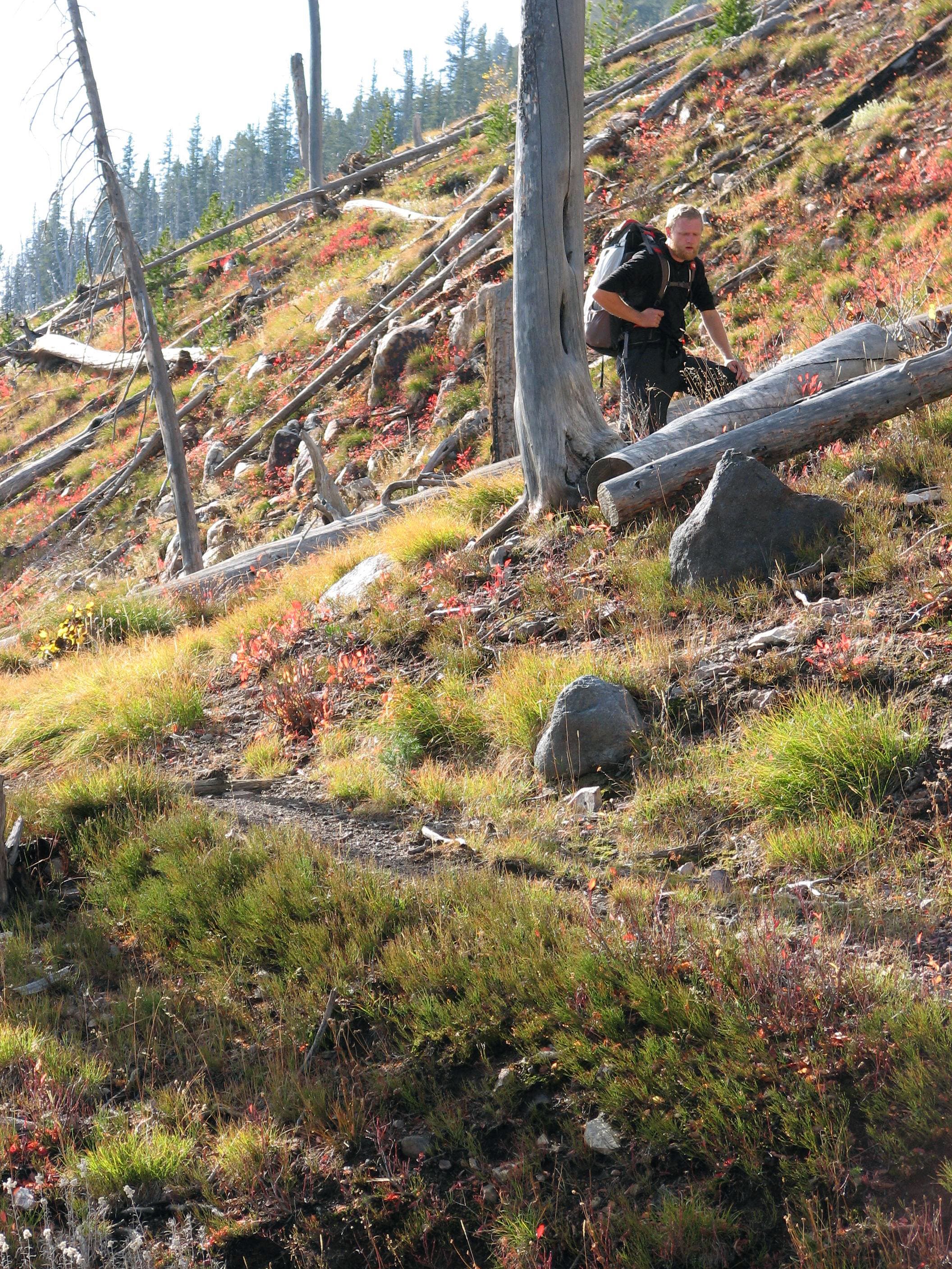 Fallen Lodgepole Field None