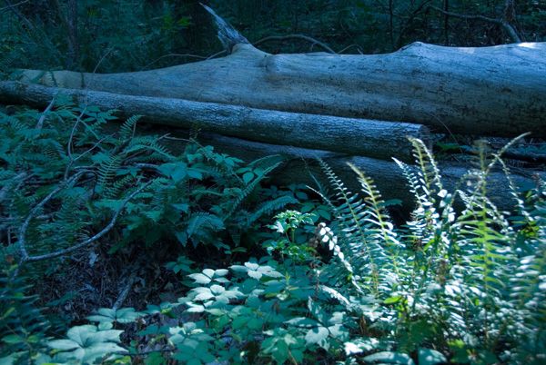 Fallen Tree None