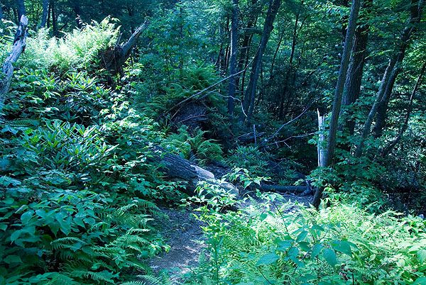 Fallen trees on trail None