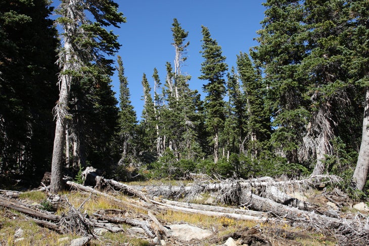 Fallen Trees None