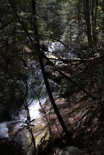 Falls Through the Trees None