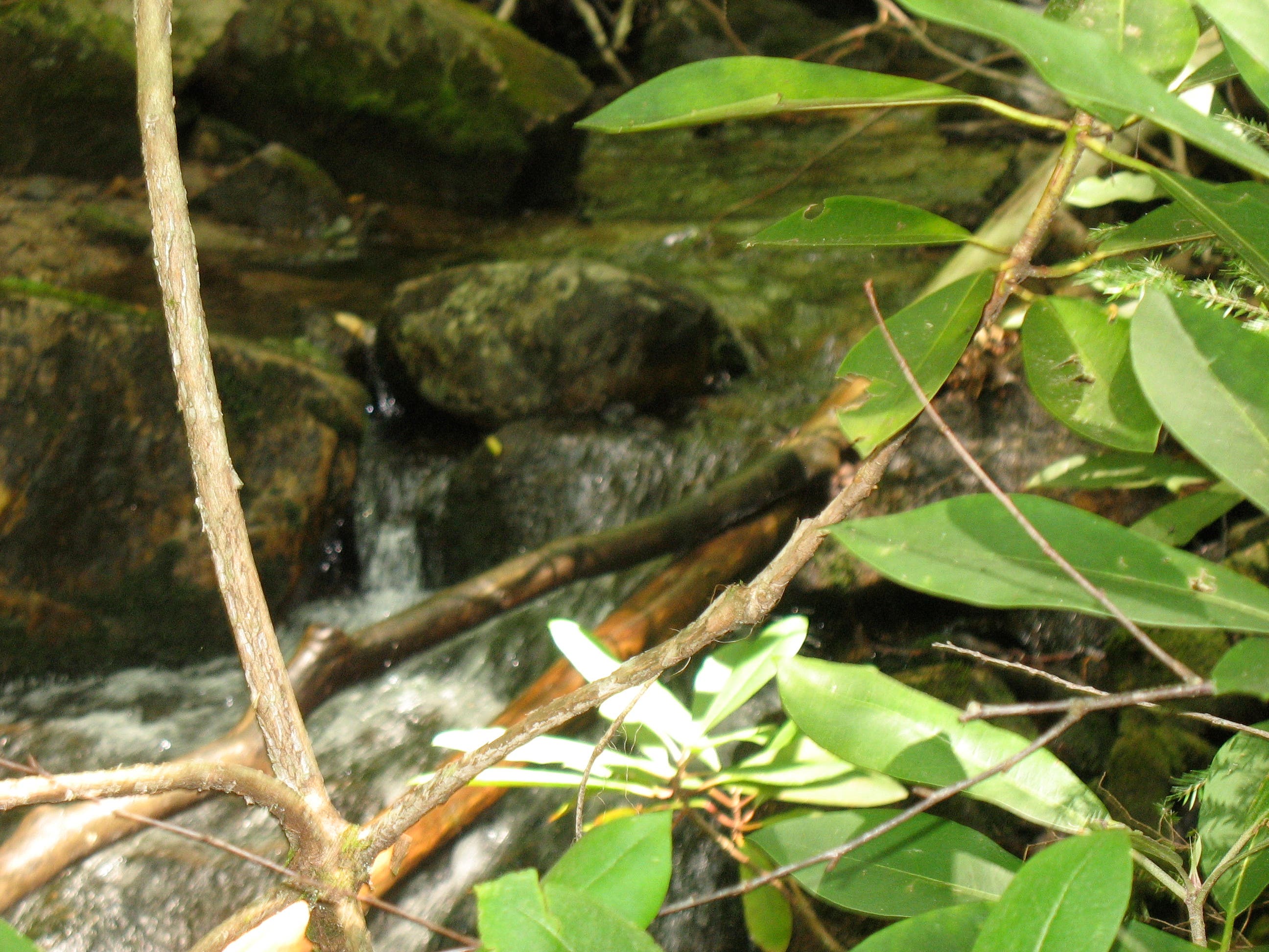 Feathercamp Branch None