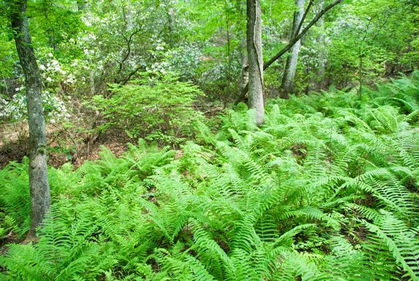 Fern Grove None