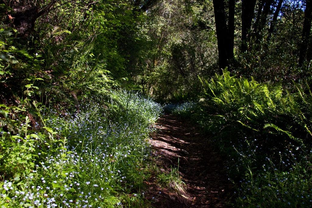 Ferns and Wildflowers None