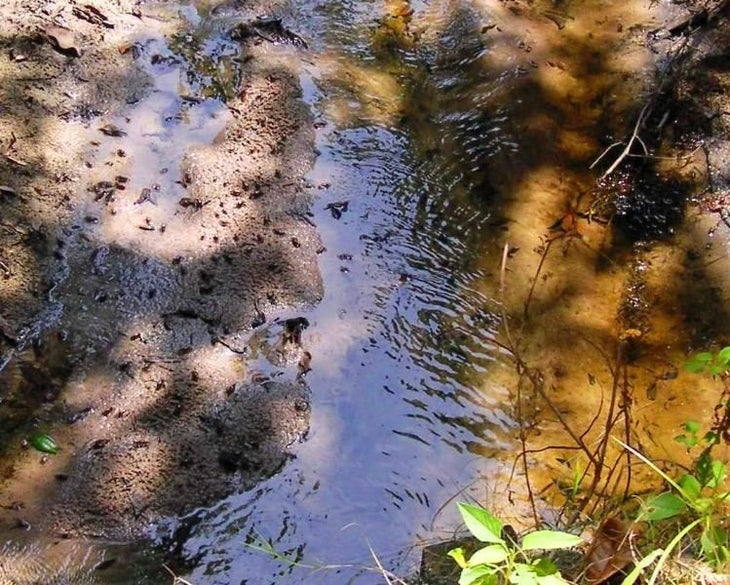 Fiddler crabs scatter in Egan Creek None