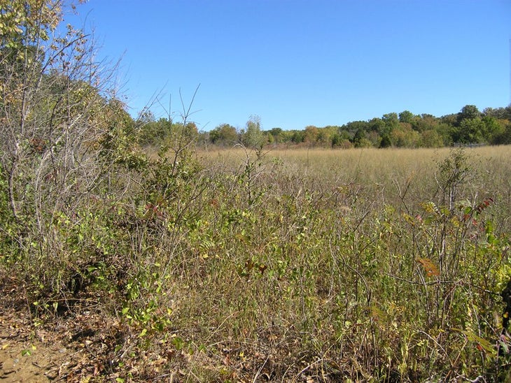 Field None