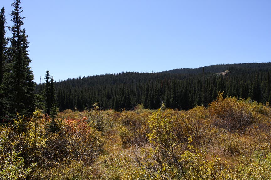 Field of Low Bush None