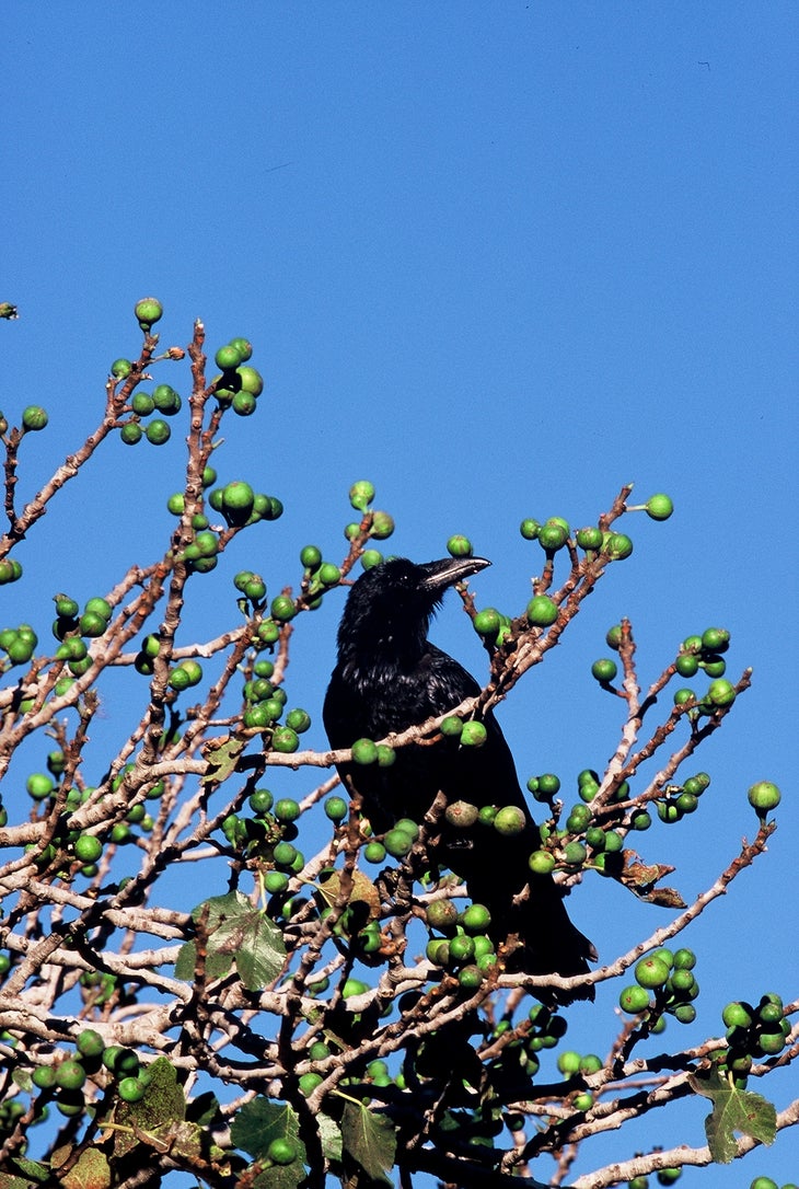 Figs and Raven.jpg None