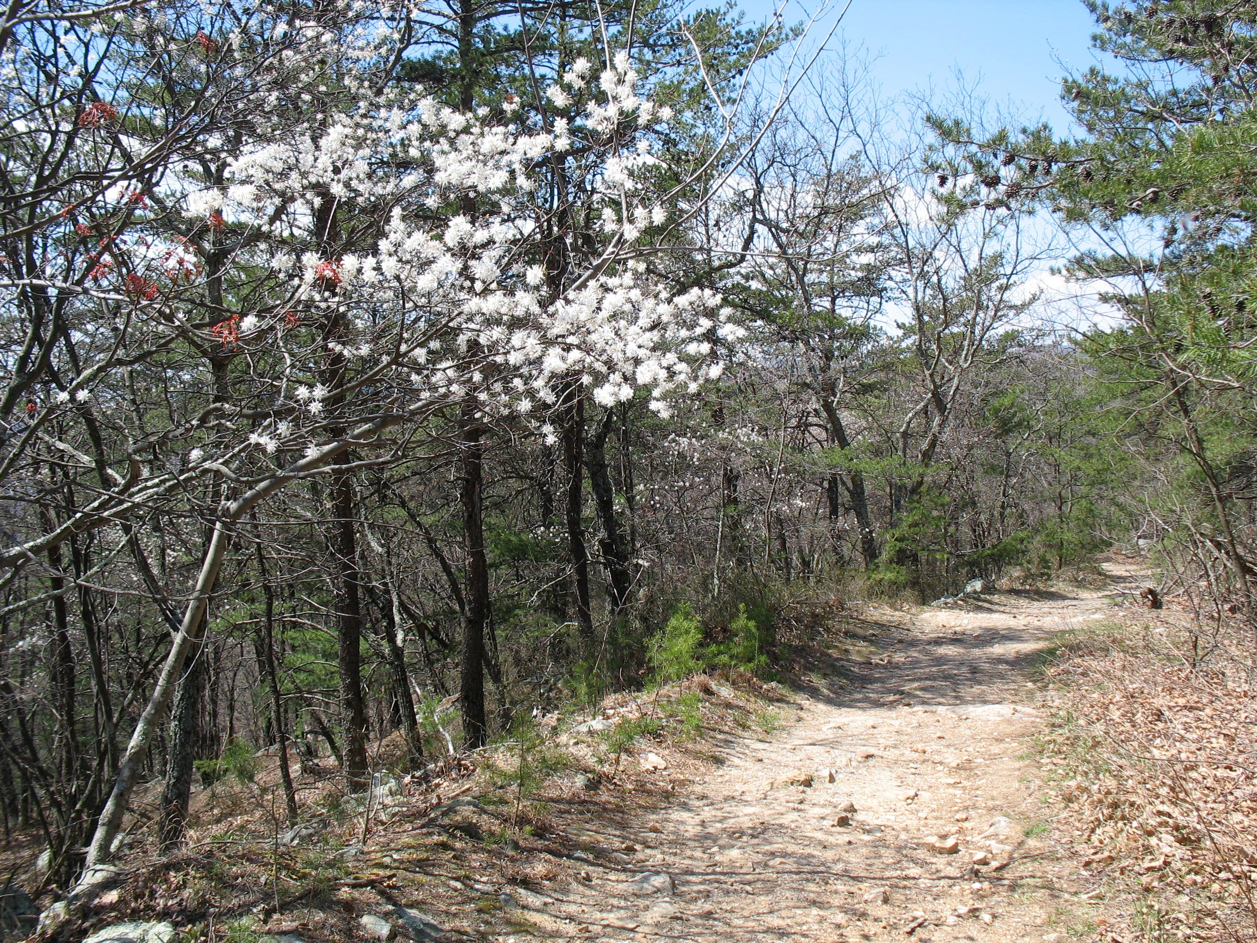 Fire Road Rolling toward VA 311 None