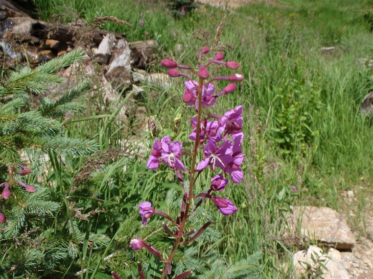 Fireweed None