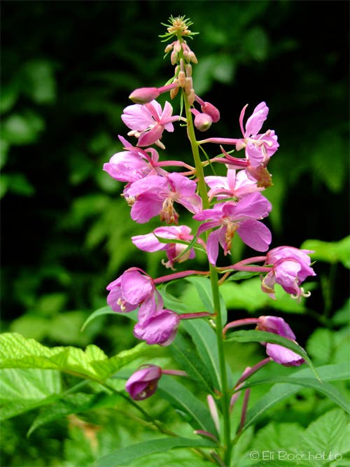 Fireweed None