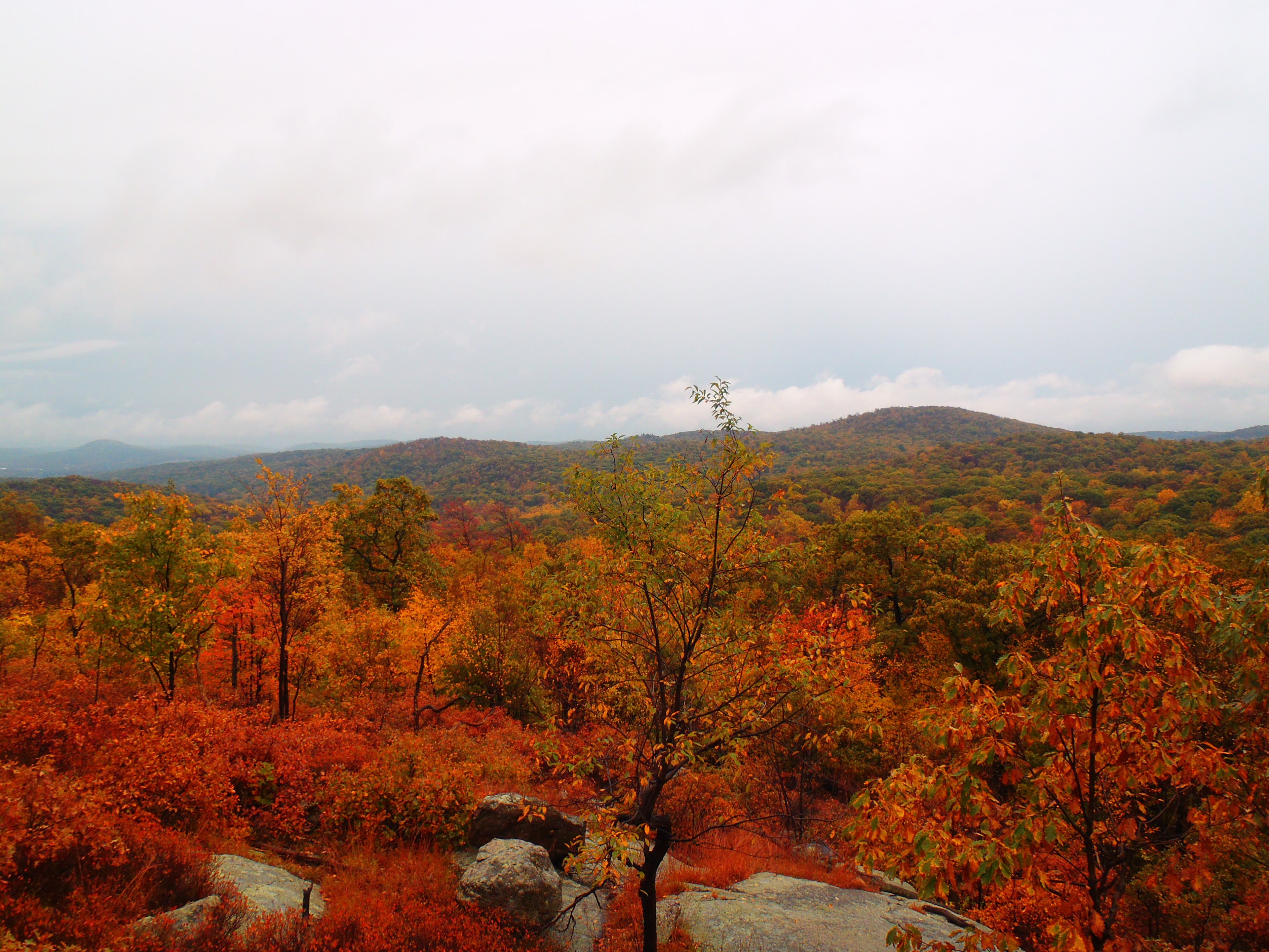 First views of Norvin Green State Forest None