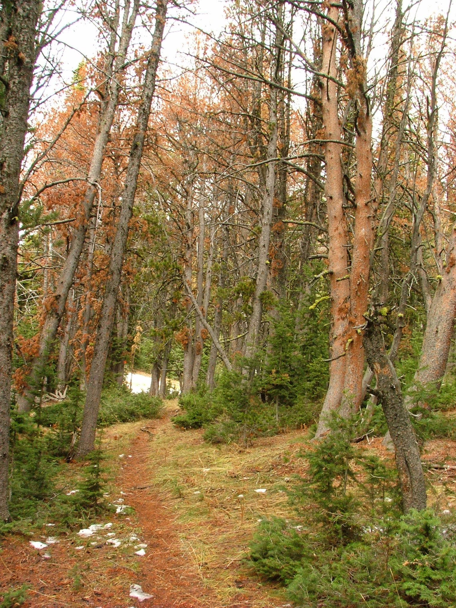 Flanked by Firs None