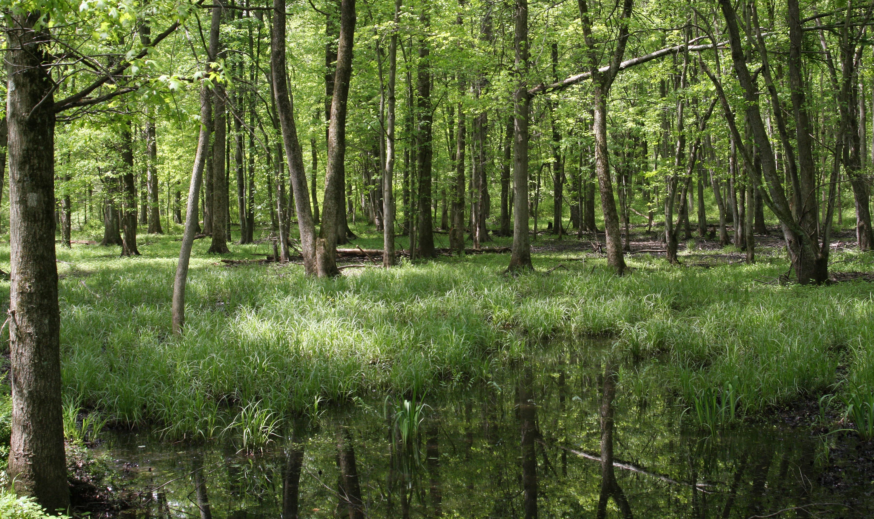 Flooded Forest None