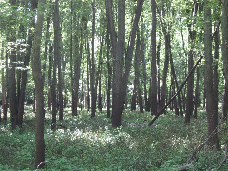 Floodplain None