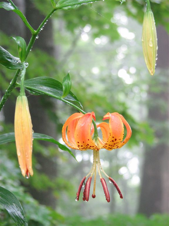 Flora None