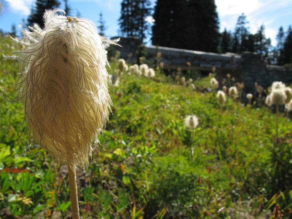 Flora in detail None