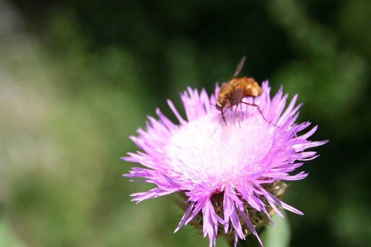 Flower None