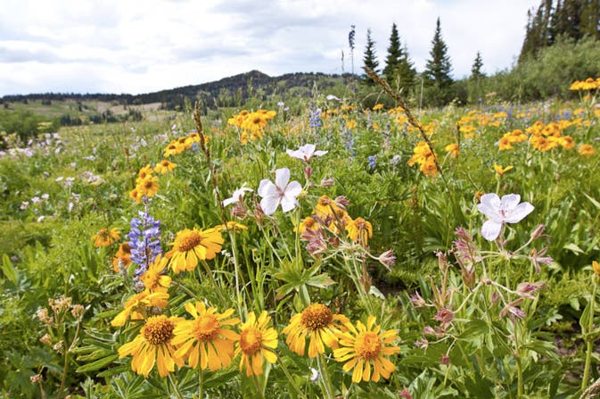 Flower-filled meadow None