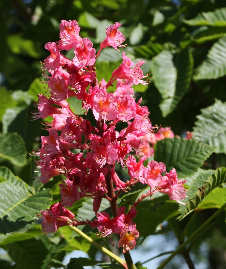 Flowers None