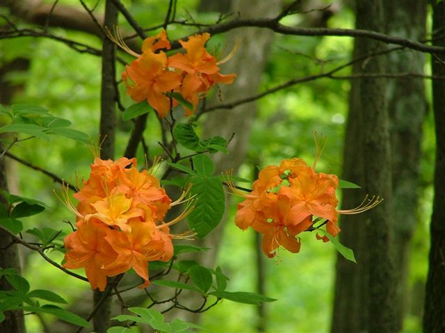 Flowers None