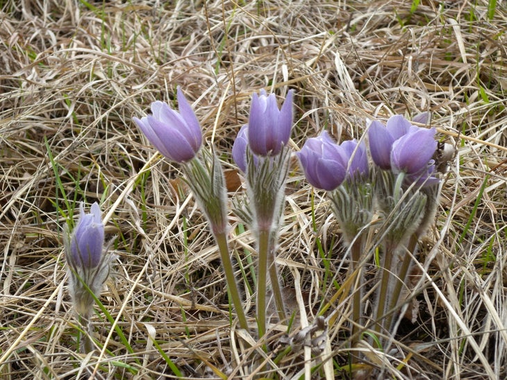 Flowers None
