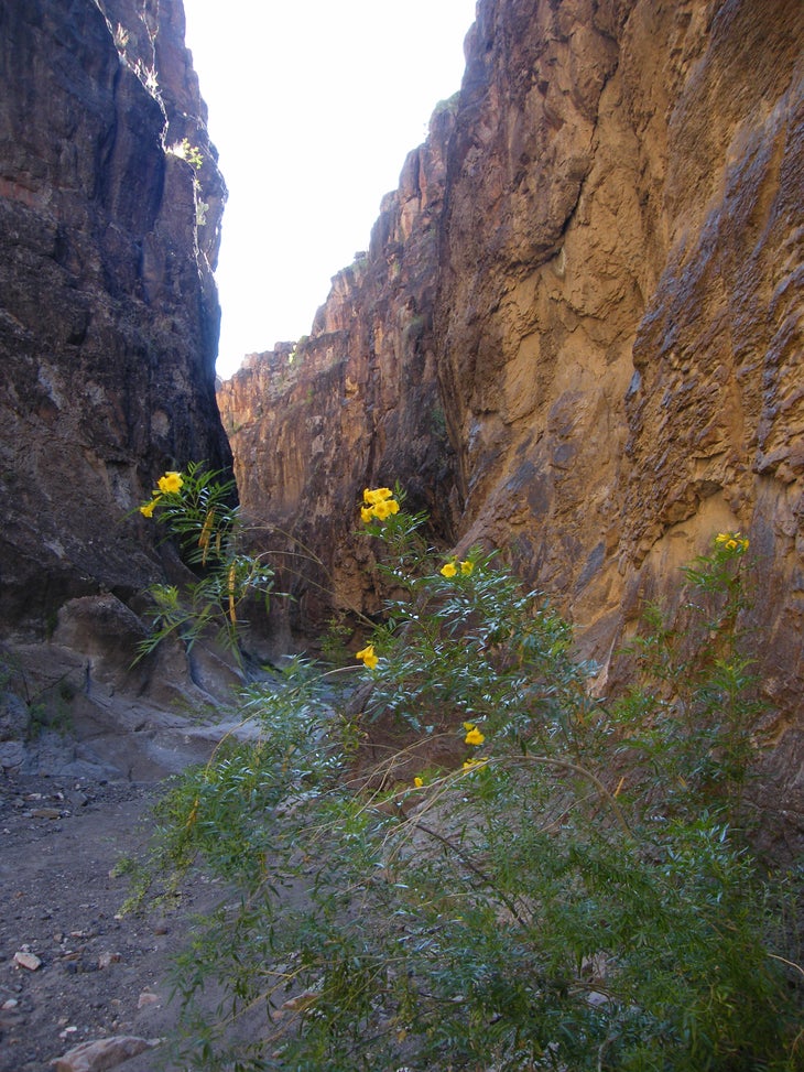 Flowers None