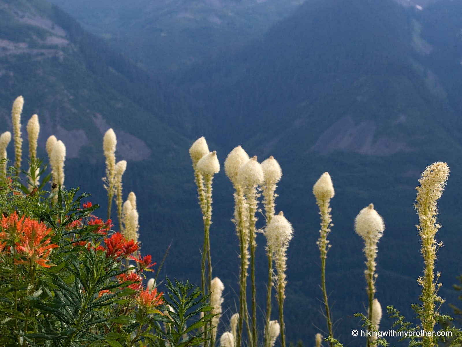 Flowers and views None