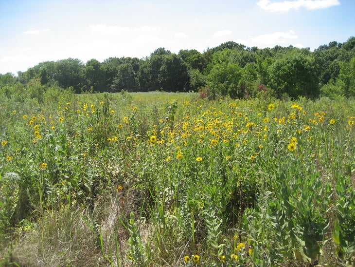Flowers on Bethany Falls Trail None