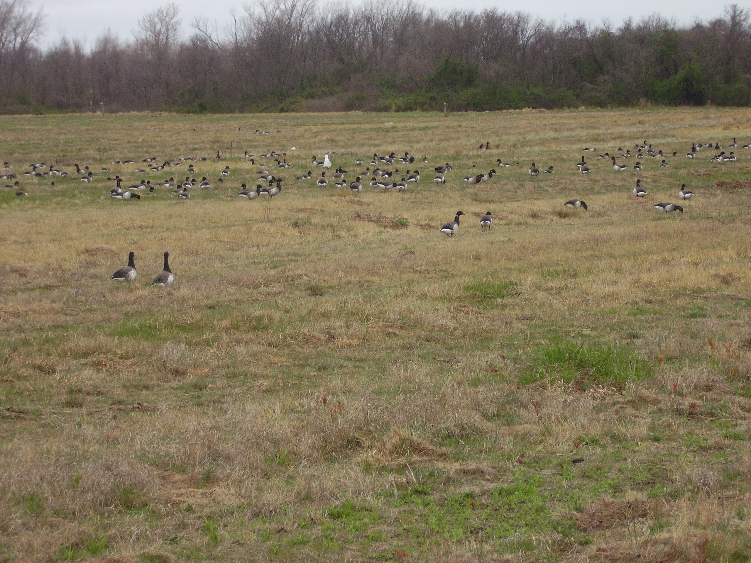 Floyd Bennett Field None