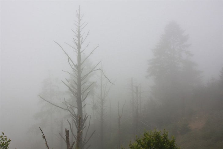 Fog and Mist None