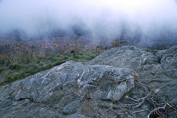 Foliage in the Mist None