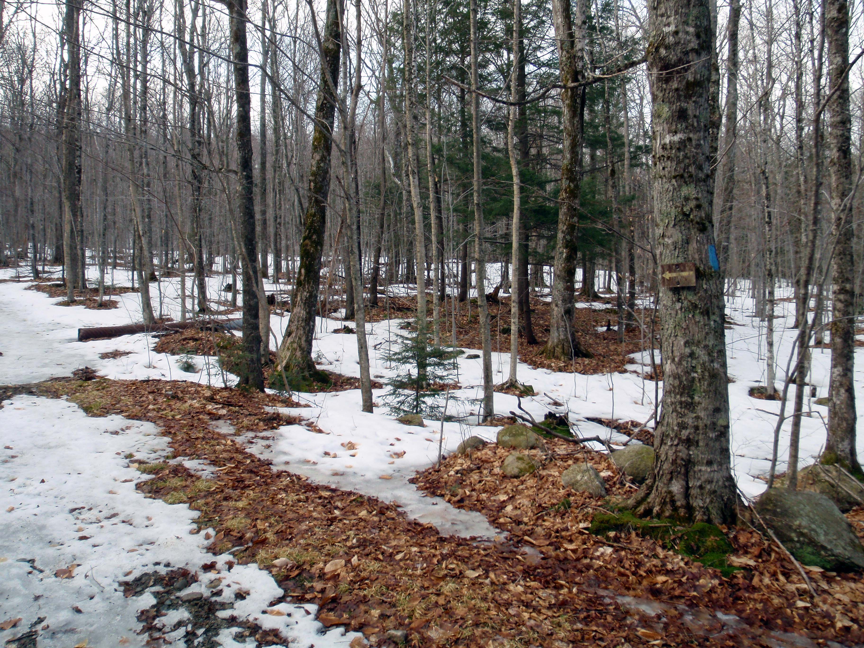 Follow the Blaze None