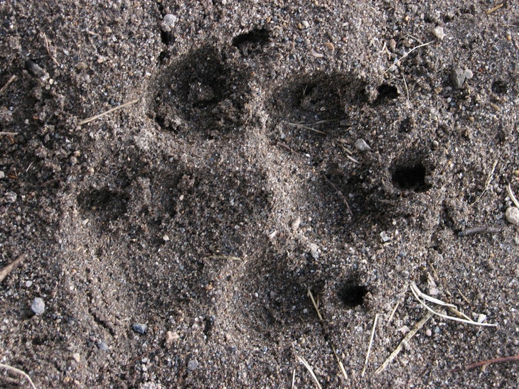 Footprint None