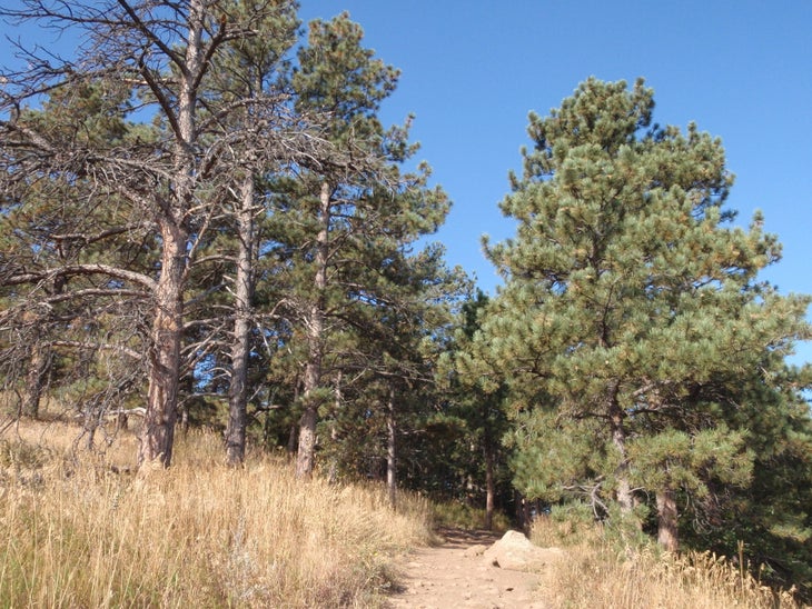 Forest None