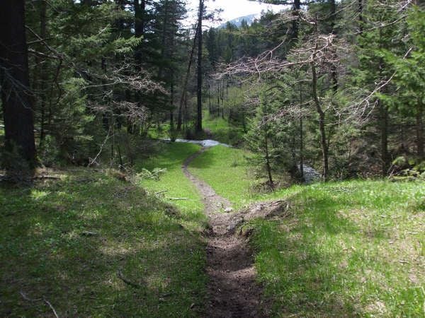 Forest None