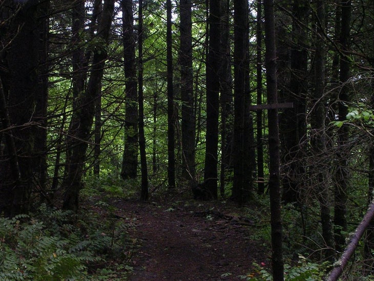 Forest None