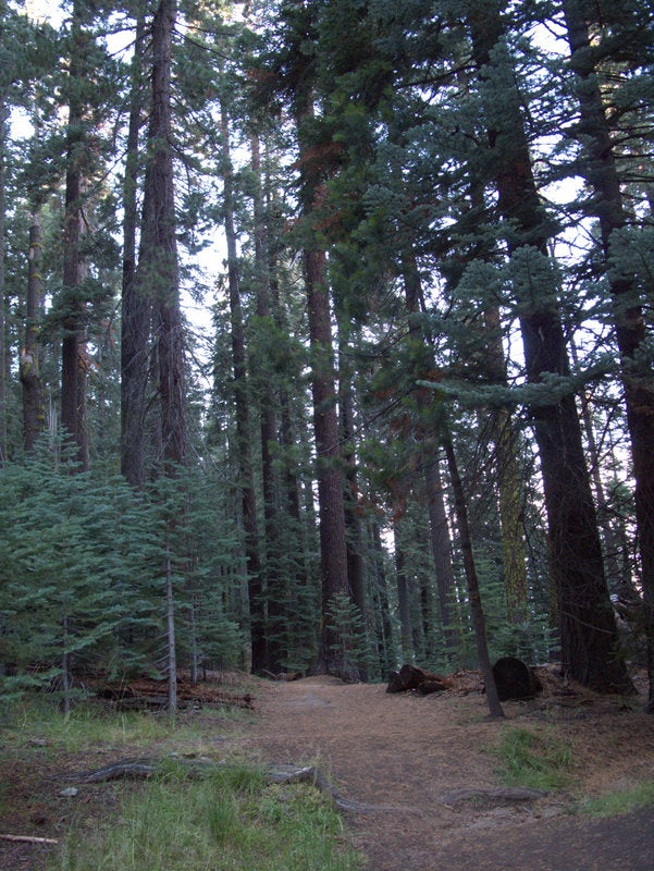 Forest None