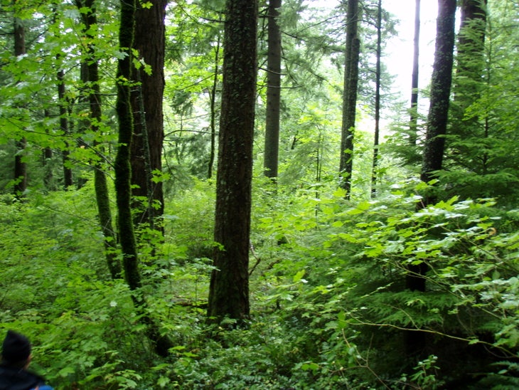 Forest None
