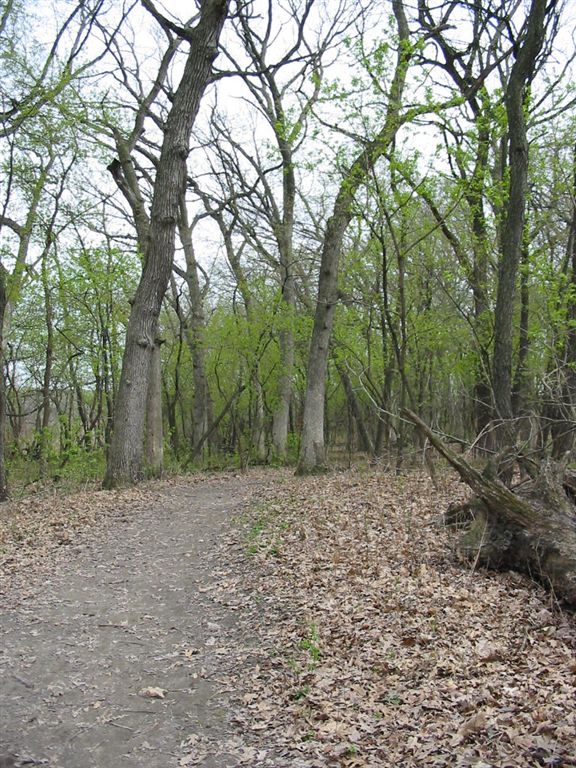 Forest None
